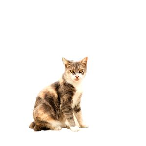 A Calico Cat Sits Gracefully Before Historic Stone Arches, Exuding Charm. 15834 - Cat PNG image with transparent background